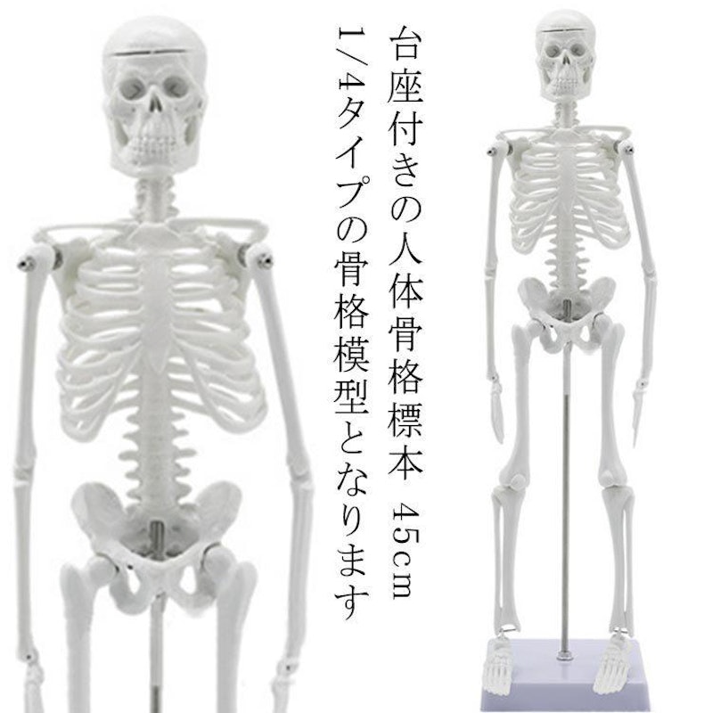 全身骨格標本 全身骨格標本