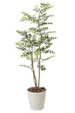 光触媒で加工された観葉植物のおすすめ人気ランキング【2026年6月】 4