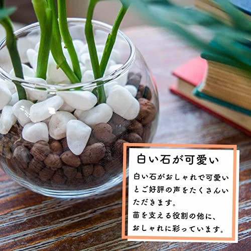 コーヒーの木 ハイドロカルチャー 4
