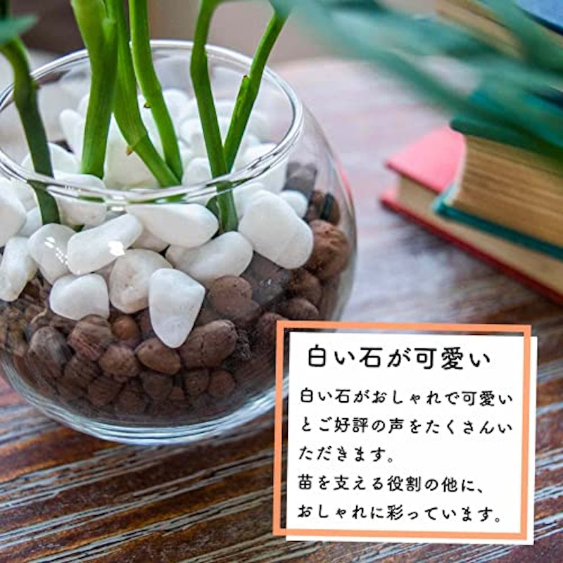 コーヒーの木 ハイドロカルチャー 4