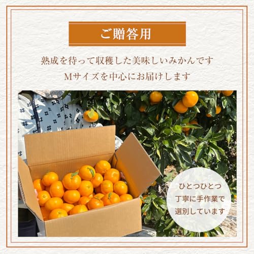 三ヶ日みかん 青島 3