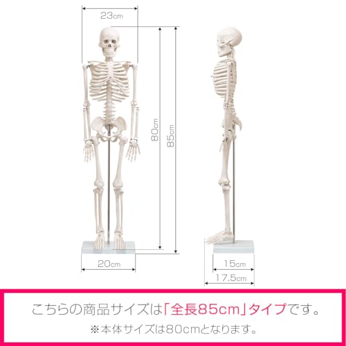 人体骨格模型 7