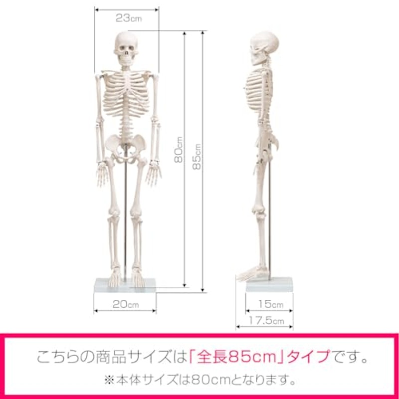 人体骨格模型 7