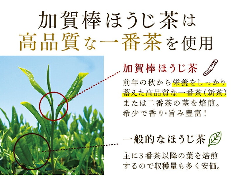 加賀棒ほうじ茶 ティーバッグ 10