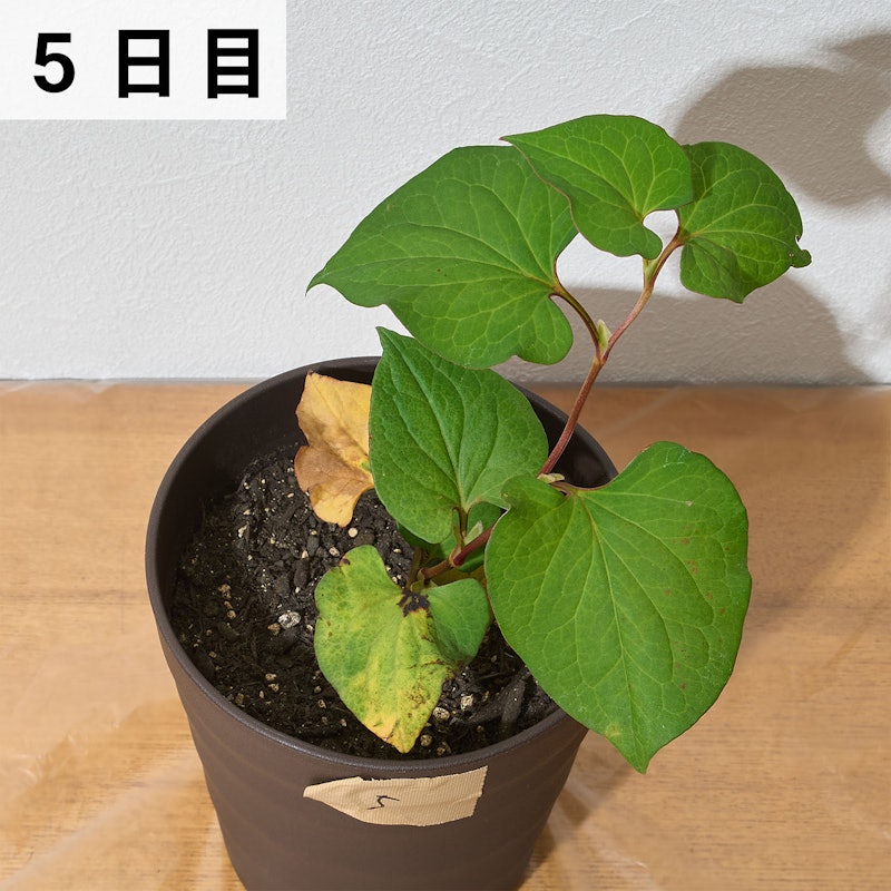 一刀両断 9