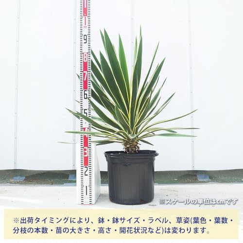 ユッカ グロリオーサ バリエガータ 3
