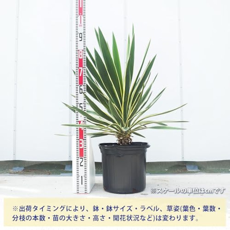 ユッカ グロリオーサ バリエガータ 3