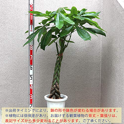 パキラ 3