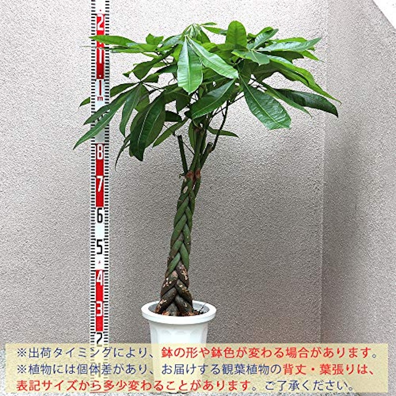 パキラ 3