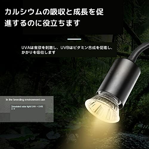 爬虫類ライト 4