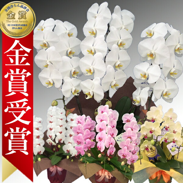 胡蝶蘭 1