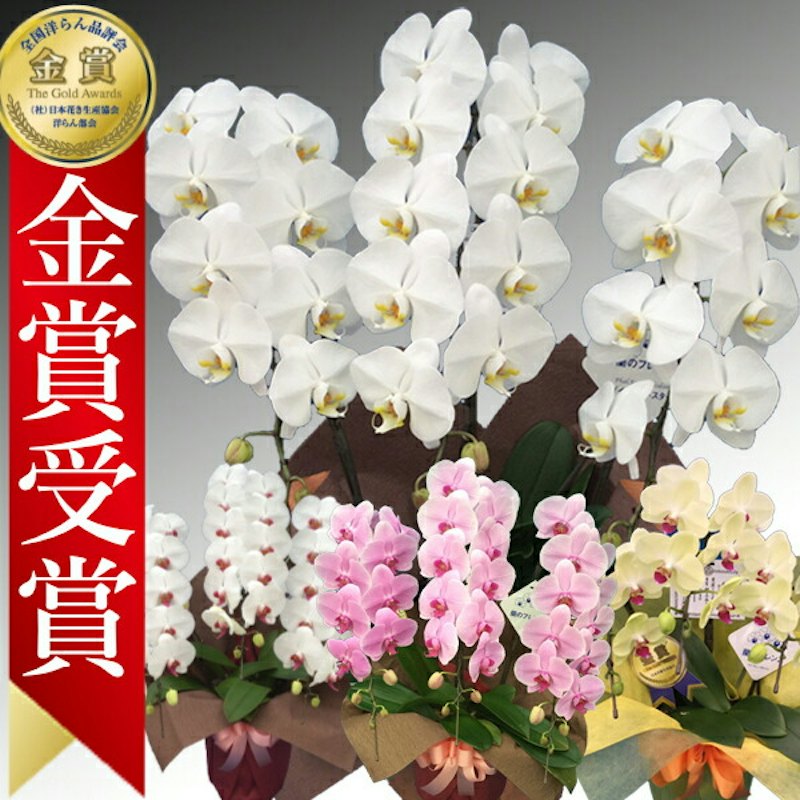 胡蝶蘭 1