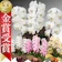 輝華 胡蝶蘭 1