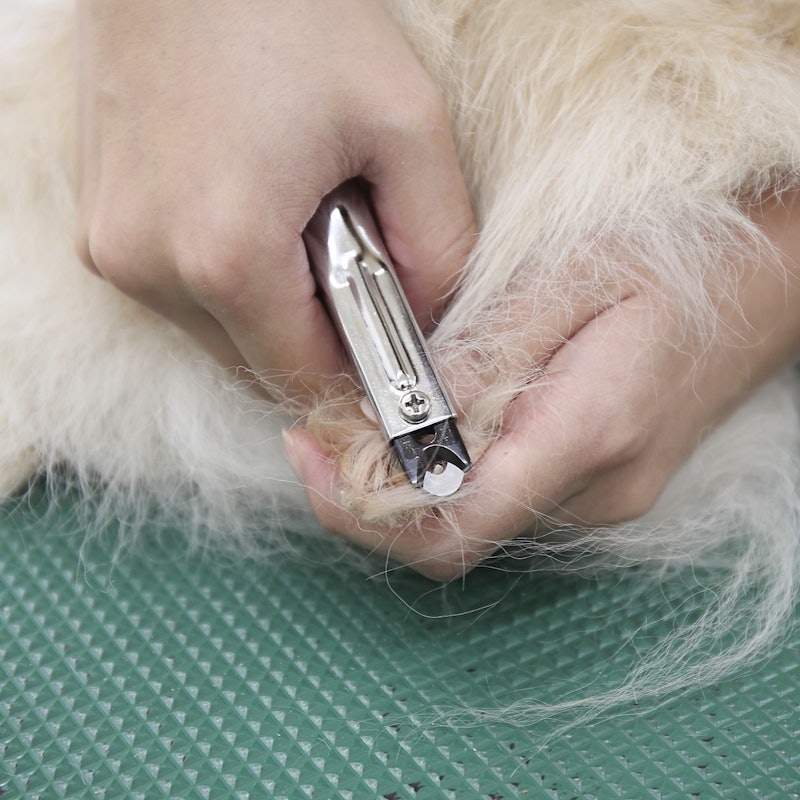 徹底比較 犬用爪切りのおすすめ人気ランキング17選 ギロチン 電動も Mybest 徹底比較 犬用爪切りのおすすめ人気ランキング17選 ギロチン 電動も Mybest