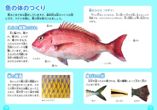 魚のクイズ図鑑 3