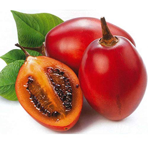 タマリロの木の苗 1