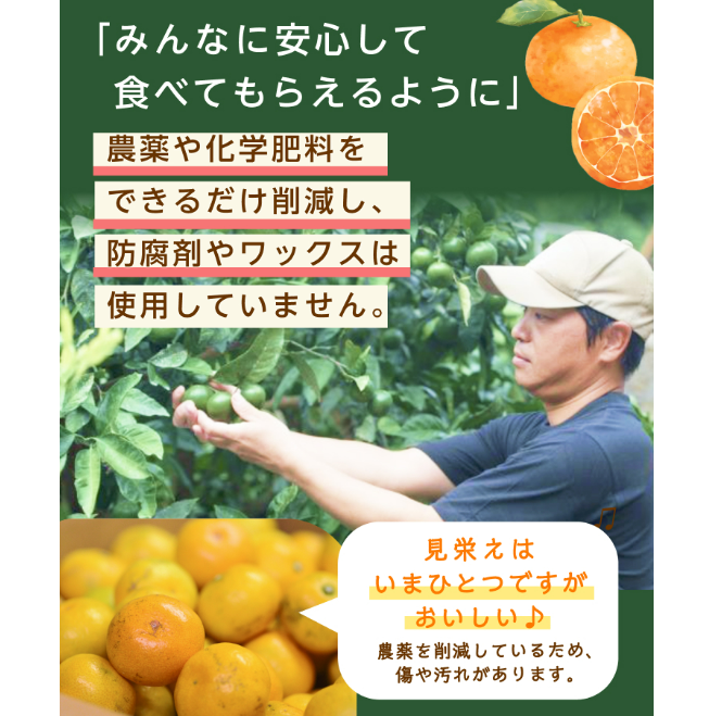 鈴木農園 早生みかん 2