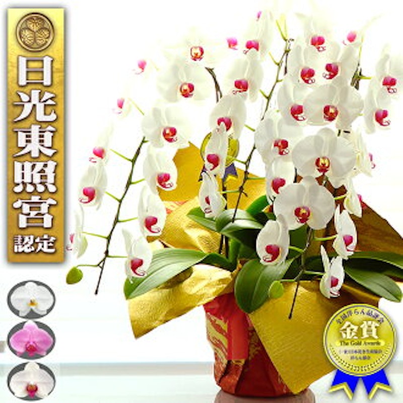 アスリート胡蝶蘭 1