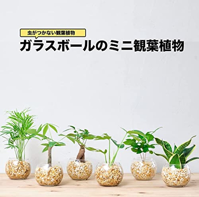 サンスベリア モンステラ テーブルヤシ 3点セット 2