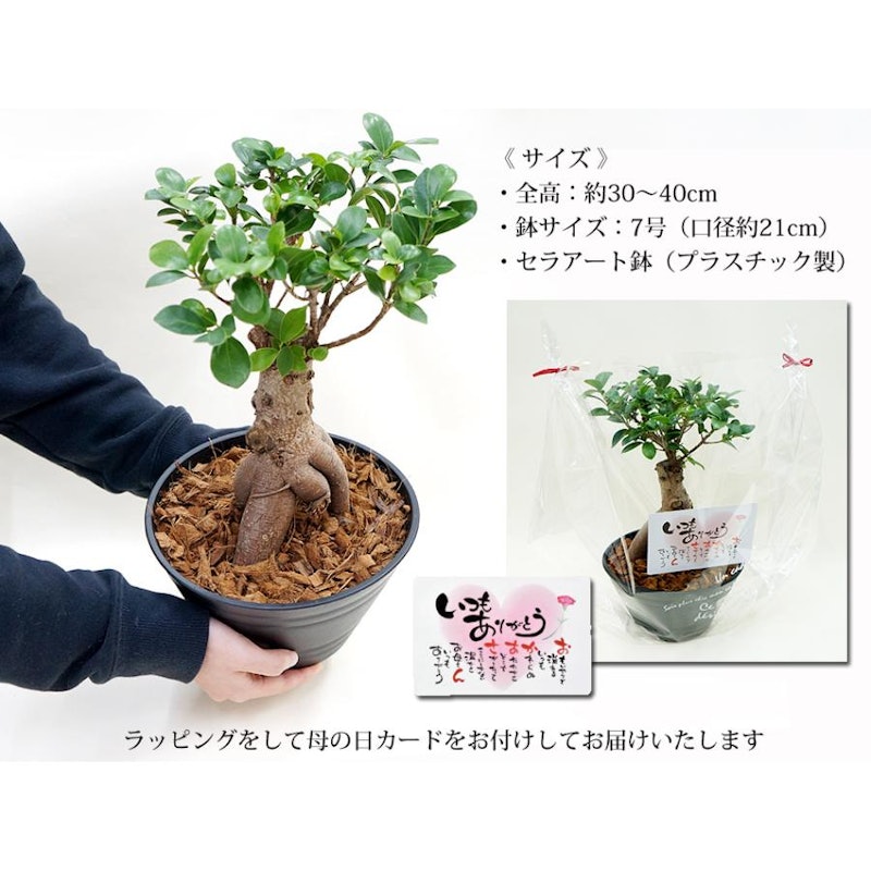 ガジュマル 5