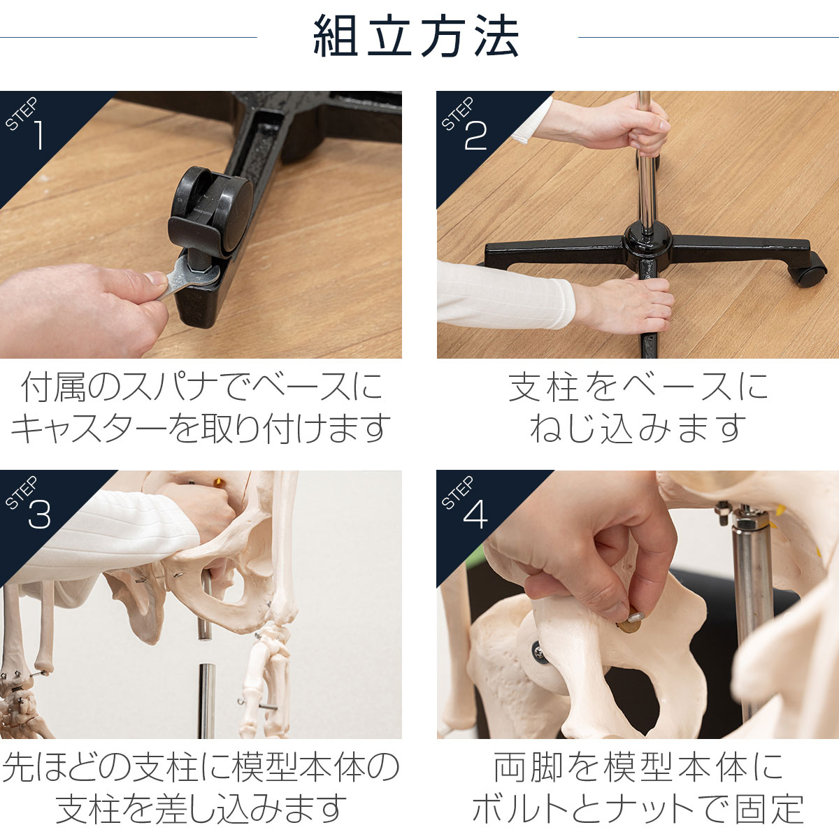 人体骨格模型 4