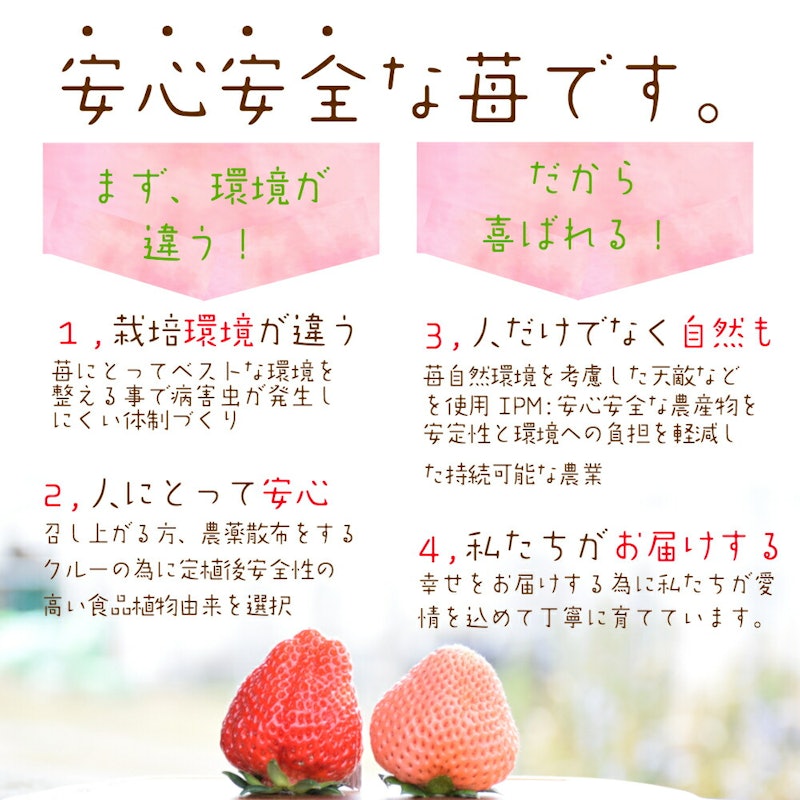 雪国完熟いちご越後姫桃薫食べ比べセット 12