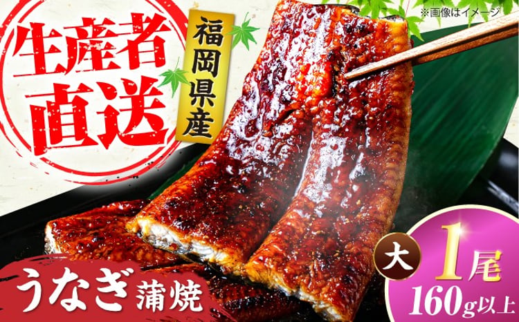 国産うなぎ 蒲焼き  1