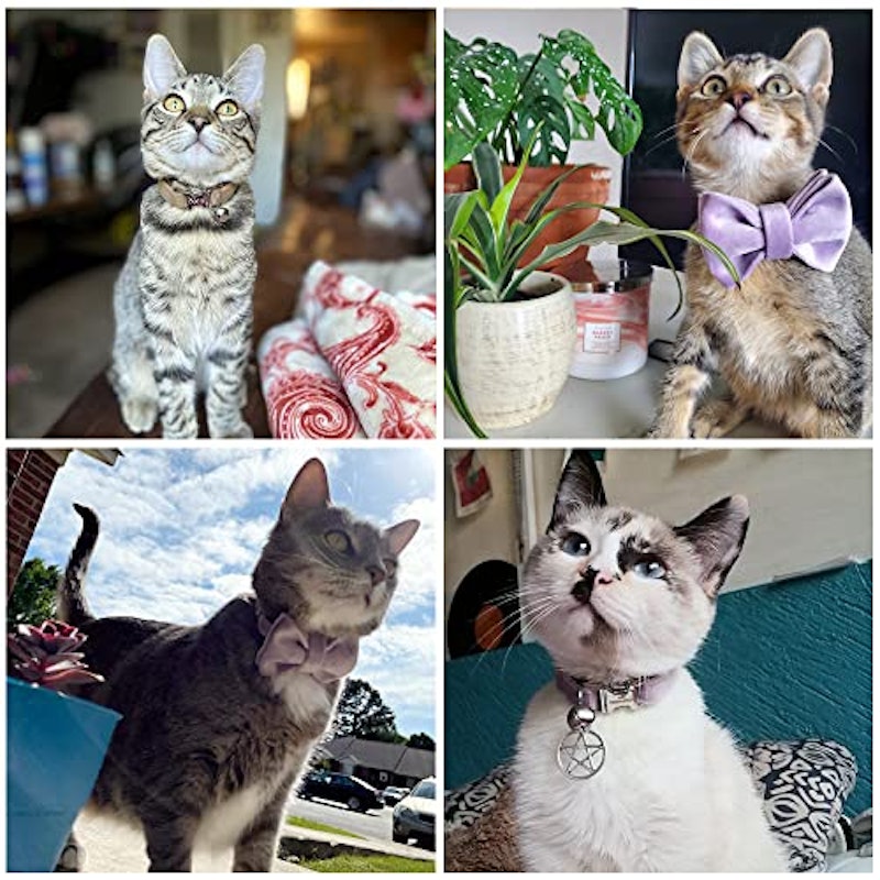 猫用首輪 5