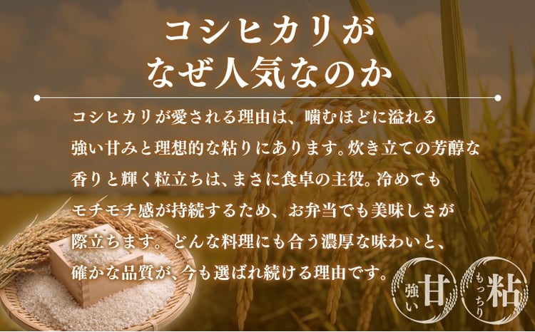 コシヒカリ 5kg 3