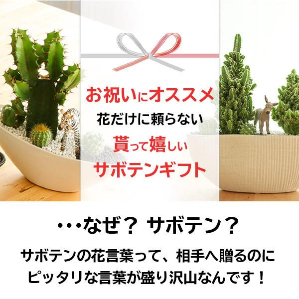 サボテンギフト 6