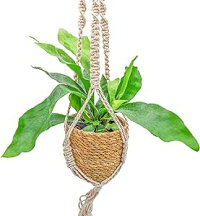 a細葉　特大　観葉植物　ビカクシダ　コウモリラン　ハンギング 鉢物・観葉植物（ハンギング） ビカクシダ（コウモリラン）