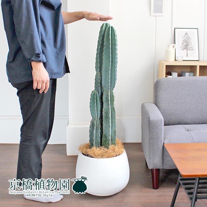 22年 サボテンのおすすめ人気ランキング11選 Mybest