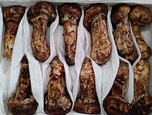 中国産 生松茸 中 1kg 冷蔵 大きさおまかせ 2