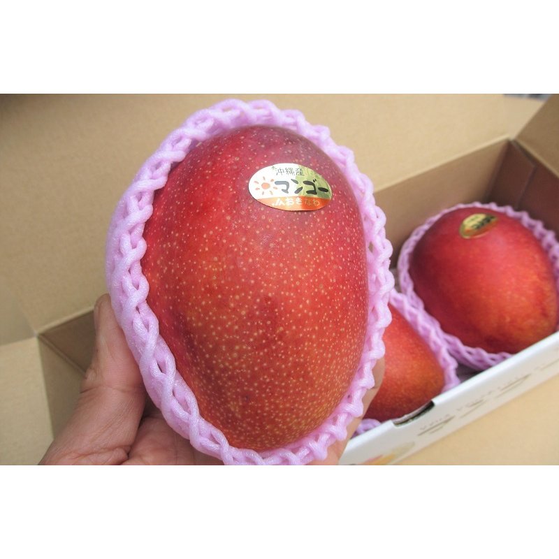 沖縄県産 マンゴー 優品 1