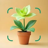 植物図鑑アプリのおすすめ人気ランキング【2026年7月】 4
