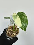 生花のおすすめ人気ランキング【2026年10月】 4