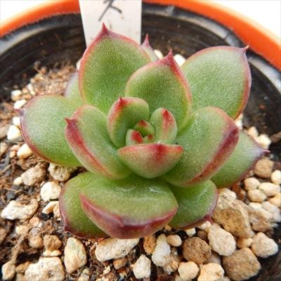 【名無しエケベリア＆セダム】初心者様オススメ♡ 初心者向けの多肉植物のおすすめ人気ランキング【2025年