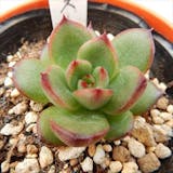 初心者向けの多肉植物のおすすめ人気ランキング【2026年6月】 5
