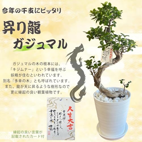 ガジュマル 2