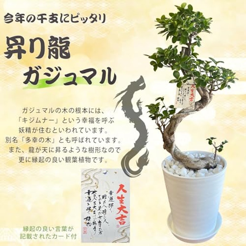 ガジュマル 2