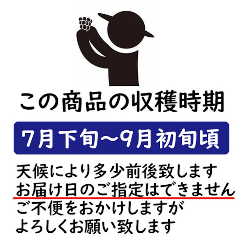 おかやま晩生白桃 3