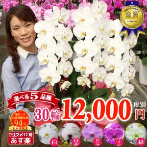 22年 プレゼント鉢植えのおすすめ人気ランキング25選 Mybest