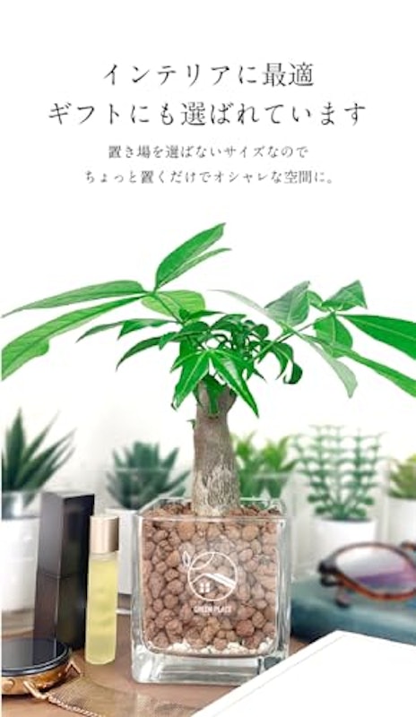 土を使わない観葉植物 3