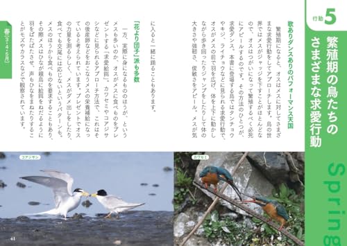散歩や旅先で出会う野鳥図鑑 5