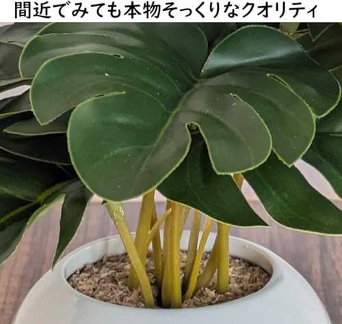 光触媒で加工された観葉植物のおすすめ人気ランキング【2026年9月