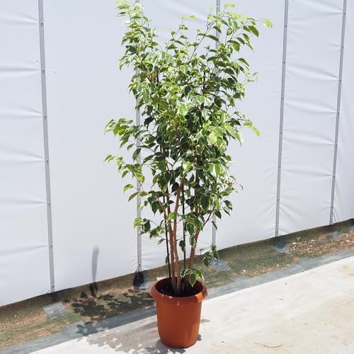大型観葉植物のおすすめ人気ランキング【2026年6月】 4