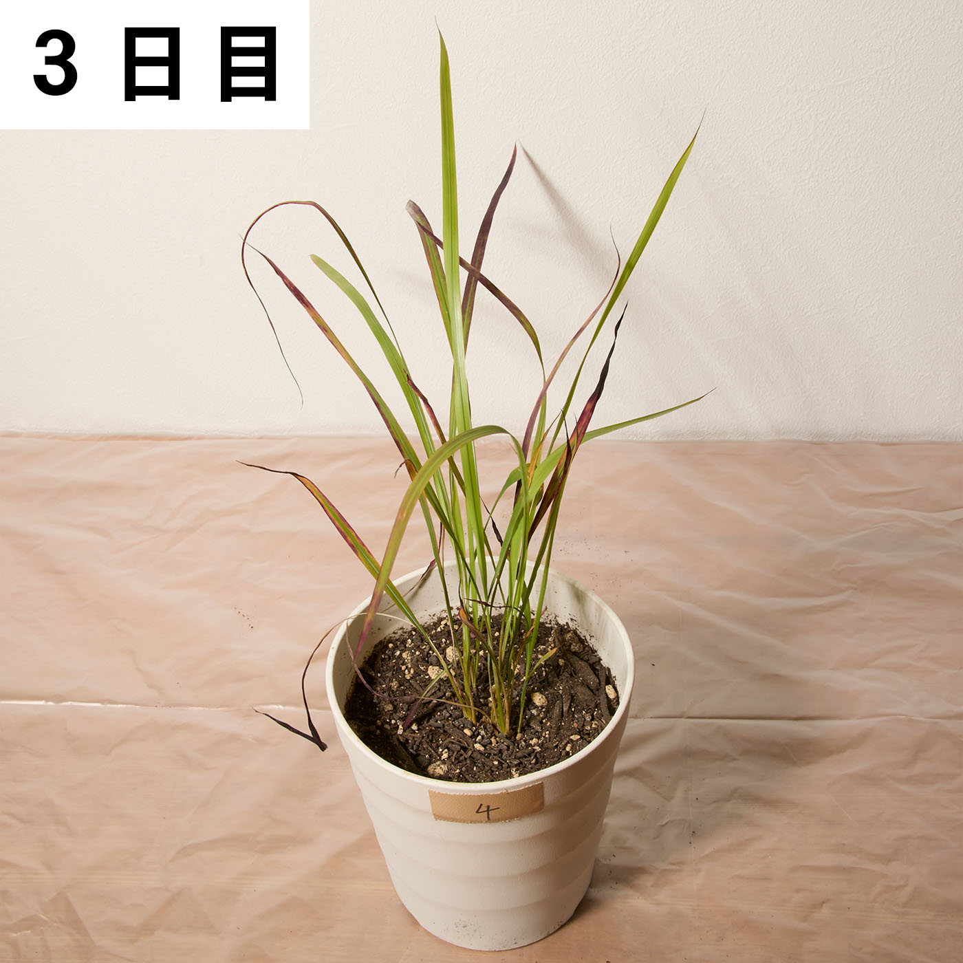 バスタ液剤 17
