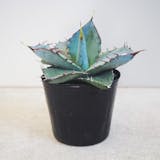 地植えにおすすめの多肉植物のおすすめ人気ランキング【屋外でも育つ!2026年5月】 2