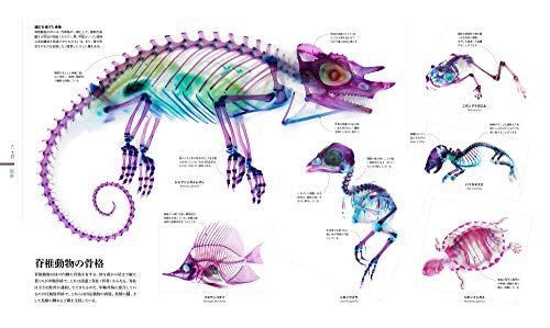 ZOOLOGY 図鑑 動物の世界 4