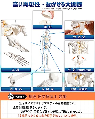 全身骨格模型  5